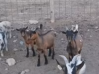 公山羊, Pomellata goat — 照片 5