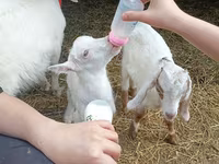 बकरा, Nubian Goat — फ़ोटो 3