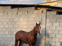 Caballo, Friesian sport horse — foto 2