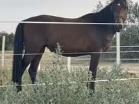 Stute, Nonius horse — Foto 7