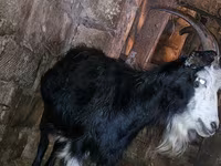 Chèvre, Kamori goats — photo 2