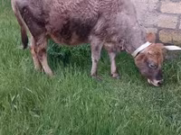 Vache, Zébu azerbaïdjanais — photo 7
