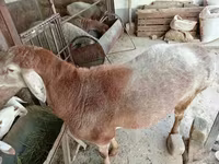 公羊, Arashan sheep — 照片 1