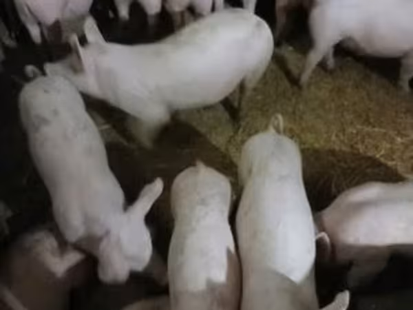 Sow, Пьетрен