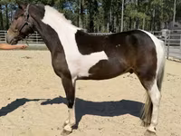 حصان, American paint horse — الصورة 2