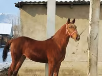 حصان, Karabair horse — الصورة 1