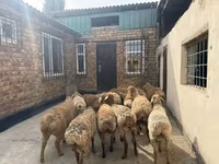 كبش, Rhon sheep — الصورة 8