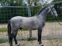 Horse (M), Lipizzaner — photo 1