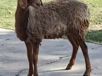 Ram, Sheep — photo 2