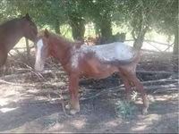 Cheval, Tarpan (Died out) — photo 1