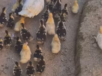 Ducks — Foto 2