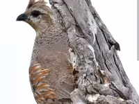 King Quail — photo 4