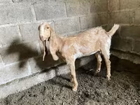 Коза, Nubian Goat — фото 4