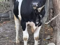 Buğa, Russian Black pied cattle — foto 2