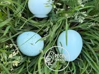Quails — الصورة 1