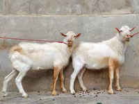 母山羊, Saanen goat — 照片 2