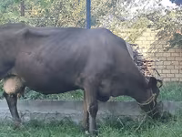 母牛, Swiss cattle — 照片 3
