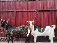 تيس, Kamori goats — الصورة 3