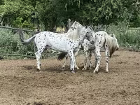 Cheval, Mugalzhar horse — photo 7