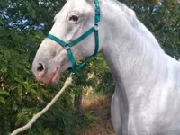 Mare, Lipizzaner — photo 4