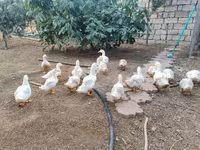 American Pekin — photo 3