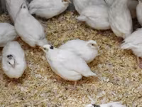 एस्टोनियन — फ़ोटो 2