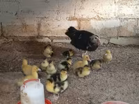 Ducks — الصورة 6