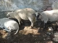 Carnero, Tsigai sheep — foto 7
