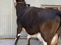 Vaca, Raza Holstein — foto 2