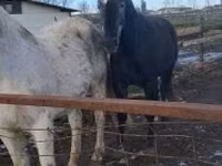 Koń, Lipizzaner — zdjęcie 2