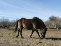 Kůň, Hucul pony — foto 1