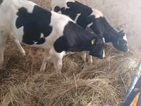 Vaca, Russian Black pied cattle — foto 7