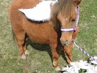 母马, Miniature horse — 照片 8