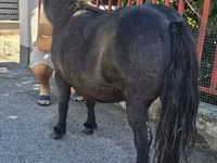 Jument, American shetland pony — photo 3