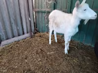 बकरी, Pomellata goat — फ़ोटो 8