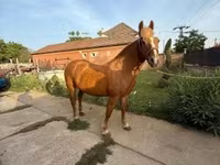 Kobyła, Haflinger — zdjęcie 1