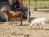 Chèvre, Nubian Goat — photo 3