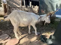 बकरी, Russian White goat — फ़ोटो 2