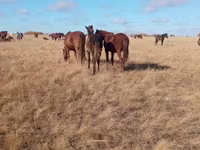 Égua, Horse breed — foto 6