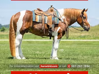 Cheval, Pinto horses — photo 1