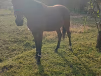Caballo, Anglo-Arabian — foto 2