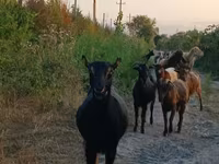 Cabra, Damask goat — foto 4