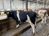Vache, Russian Black pied cattle — photo 4