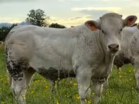 Taureau, Charolais cattle — photo 6