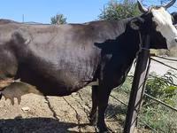 Kuh, Russian Black pied cattle — Foto 5
