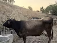 Cow, Cattle — photo 4