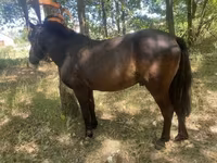 At, Indian half-bred — foto 1