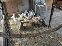 Holandský bantam — foto 4