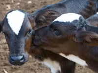 Bovins (lot, sexe non indiqué), Vache kazakhe à tête blanche — photo 1