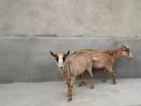 Cabra, Alpine goat — foto 6